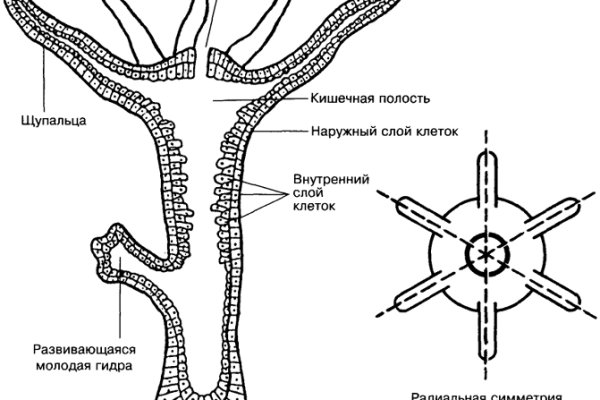 Кракен безопасный вход