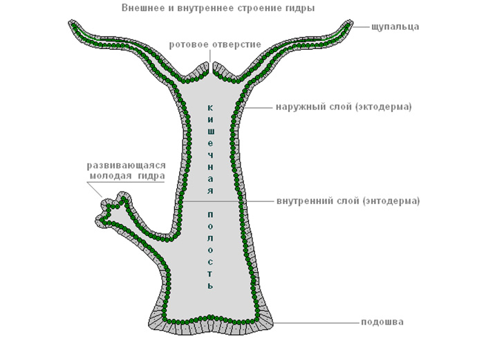 Kraken взлом